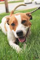 American Staffordshire Terrier-Beagle Mix Dogs for adoption in Fayette, MO, USA