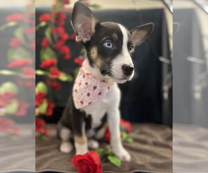 Huskies -Unknown Mix Dogs for adoption in Bellevue, WA, USA