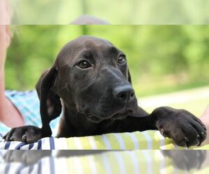 Medium Photo #1 Basset Hound-Labrador Retriever Mix Puppy For Sale in Yardley, PA, USA