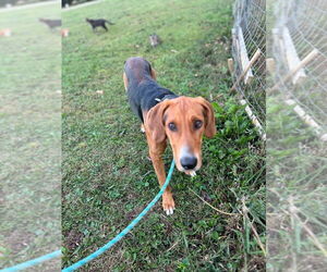 Coonhound-Unknown Mix Dogs for adoption in Cromwell, KY, USA