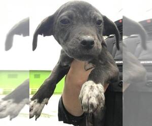Lab-Pointer Dogs for adoption in San Antonio, TX, USA