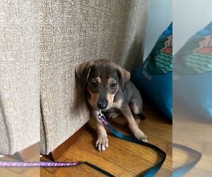 Labrador Retriever-Unknown Mix Dogs for adoption in Bethesda, MD, USA