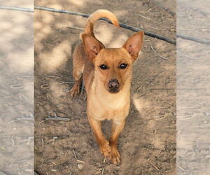 Miniature Pinscher-Unknown Mix Dogs for adoption in Peralta, NM, USA