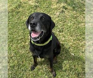 German Shepherd Dog-Unknown Mix Dogs for adoption in Conroe, TX, USA