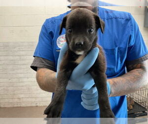 Mutt Dogs for adoption in San Bernardino, CA, USA