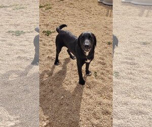 Labrador Retriever-Unknown Mix Dogs for adoption in Maquoketa, IA, USA