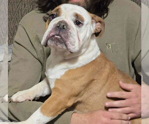 Bulldog-Unknown Mix Dogs for adoption in Minneapolis, MN, USA
