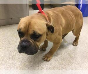 Bulldog-Unknown Mix Dogs for adoption in Riverside, CA, USA