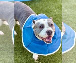 Mutt Dogs for adoption in Hillsboro, NH, USA