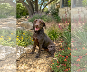 Labrador Retriever Dogs for adoption in PIPE CREEK, TX, USA