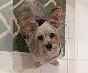 Silky Terrier Dogs for adoption in Greensboro, NC, USA