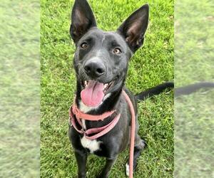 Siberian Husky-Unknown Mix Dogs for adoption in Sacramento, CA, USA