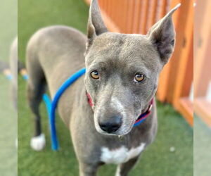 Mutt Dogs for adoption in Las Vegas, NV, USA