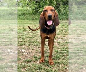 Bloodhound Dogs for adoption in Austin, TX, USA