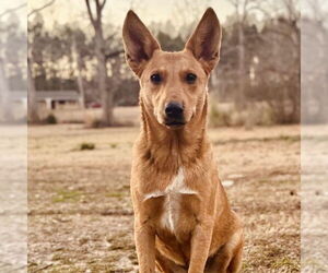 Labrador Retriever-Unknown Mix Dogs for adoption in Bristol, CT, USA