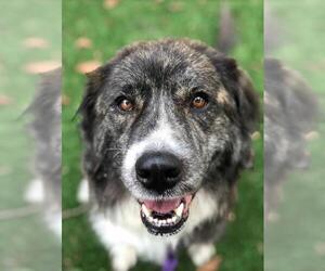 Great Pyrenees Dogs for adoption in Silver Spring, MD, USA