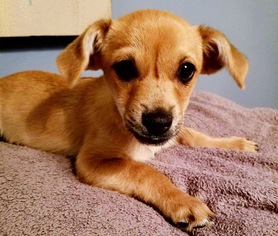 Medium Photo #1 Chihuahua-Unknown Mix Puppy For Sale in Marrero, LA, USA