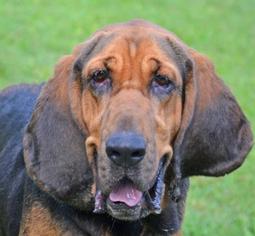 Bloodhound Dogs for adoption in Englewood, FL, USA