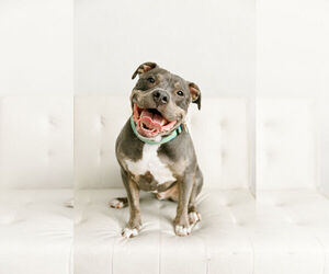 Medium Photo #2 American Pit Bull Terrier Puppy For Sale in Minneapolis, MN, USA