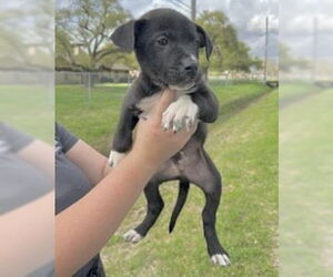 Mutt Dogs for adoption in Houston, TX, USA