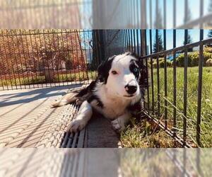 Border Collie Dogs for adoption in Sacramento, CA, USA