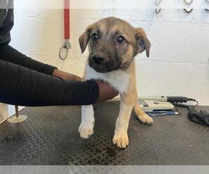 Mutt Dogs for adoption in Corona, CA, USA