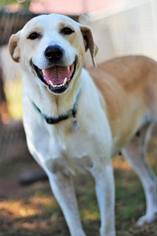 American Bulldog Dogs for adoption in Huntsville, AL, USA