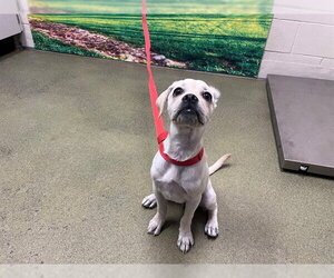 Labrador Retriever-Unknown Mix Dogs for adoption in Moreno Valley, CA, USA
