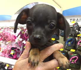 Medium Photo #1 Chiweenie Puppy For Sale in Chico, CA, USA