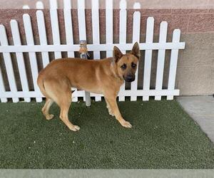 Medium Photo #2 German Shepherd Dog Puppy For Sale in Modesto, CA, USA