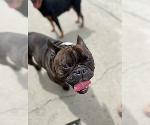 French Bulldog Dogs for adoption in Lake Forest, CA, USA