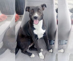 Labrador Retriever-Unknown Mix Dogs for adoption in Oak Bluffs, MA, USA