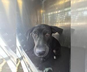 Labrador Retriever-Unknown Mix Dogs for adoption in San Antonio, TX, USA