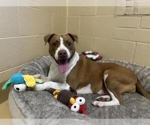 Mutt Dogs for adoption in Chula Vista, CA, USA