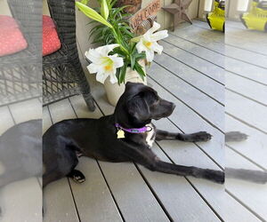 Labrador Retriever Dogs for adoption in Ellijay, GA, USA