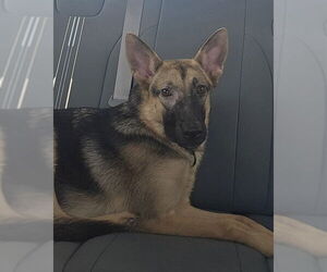 German Shepherd Dog Dogs for adoption in Ocala, FL, USA