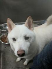 Shiba Inu-Unknown Mix Dogs for adoption in Pensacola, FL, USA