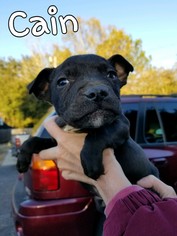 Small American Pit Bull Terrier Mix