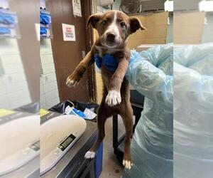 Border Collie-Unknown Mix Dogs for adoption in Stockton, CA, USA