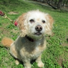 Poochon Dogs for adoption in Rowayton, CT, USA