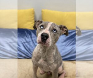 American Pit Bull Terrier-Catahoula Leopard Dog Mix Dogs for adoption in Lacombe, LA, USA