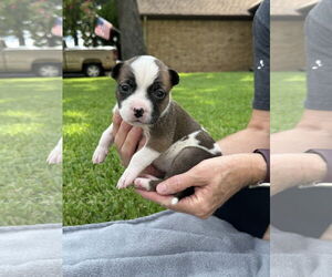 American Pit Bull Terrier-Bulldog Mix Dogs for adoption in Euless, TX, USA