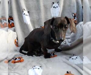 Dachshund Dogs for adoption in FAIRLAWN, OH, USA