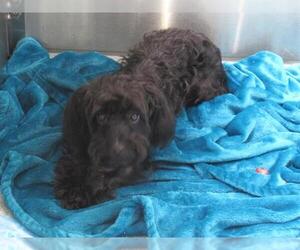Havanese-Unknown Mix Dogs for adoption in Orange, CA, USA