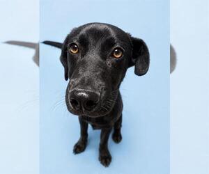 Labrador Retriever-Unknown Mix Dogs for adoption in HESPERIA, CA, USA