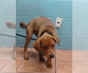 Shepradors Dogs for adoption in Downey, CA, USA