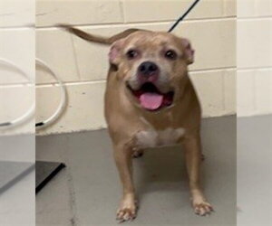 Mutt Dogs for adoption in Sanford, FL, USA