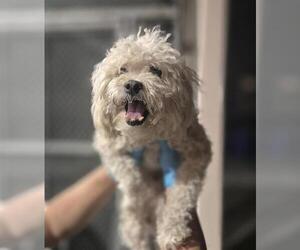 Maltese-Unknown Mix Dogs for adoption in San Antonio, TX, USA