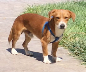 Bagle Hound Dogs for adoption in Tehachapi, CA, USA