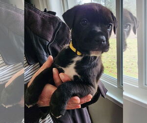 American Pit Bull Terrier-Labrador Retriever Mix Dogs for adoption in Clarkston, MI, USA